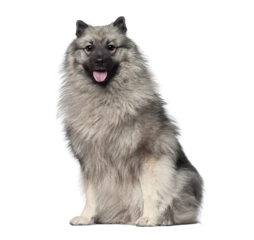 Keeshond Dog Breed Information Purina